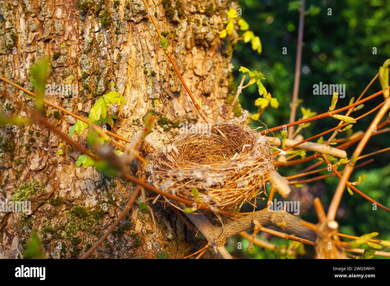 Blick von oben auf ein leeres Vogelnest, gut getarnt in einem Baum Stockfoto