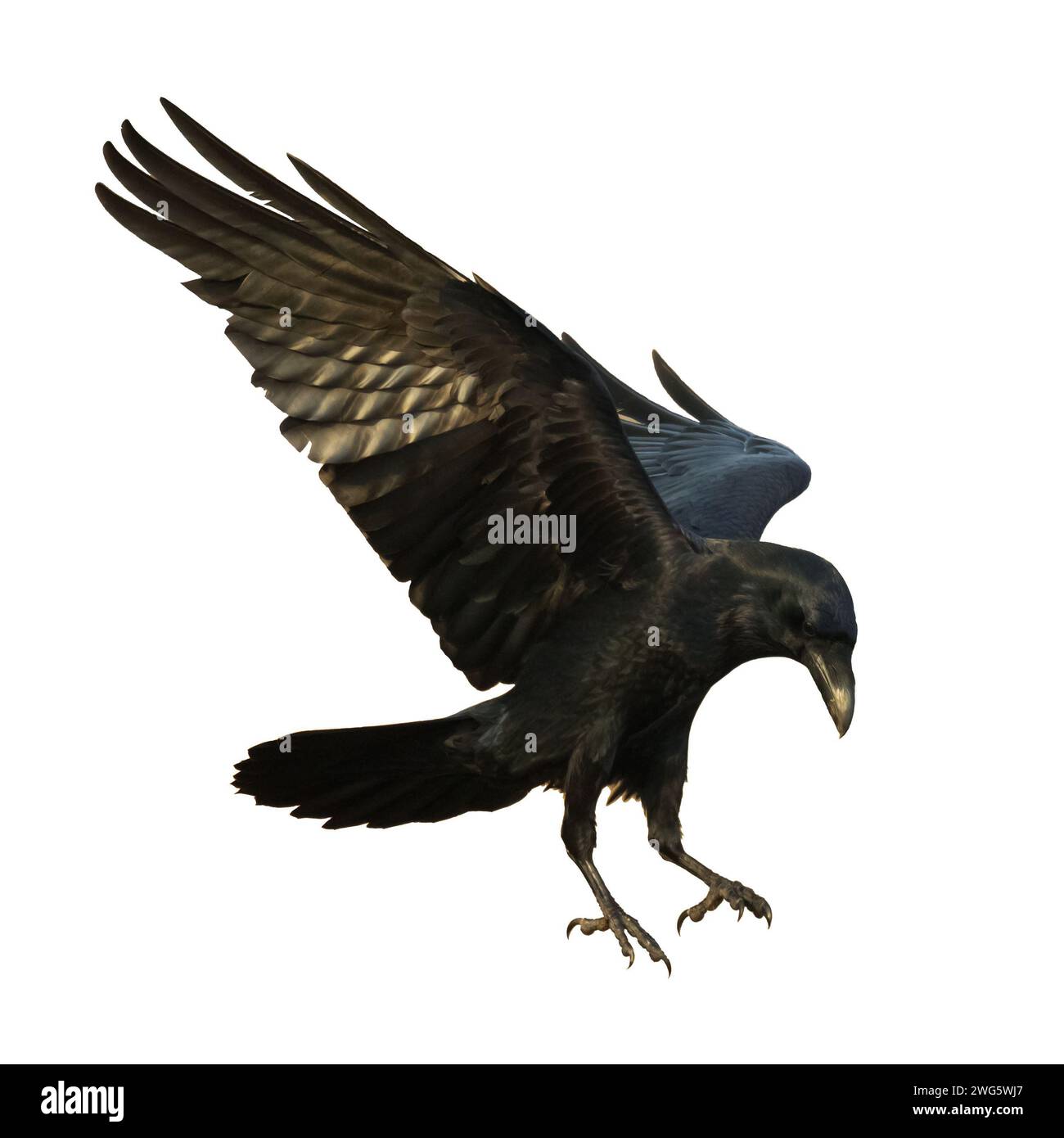 Vögel fliegen Raben isoliert auf weißem Hintergrund Corvus corax. Halloween, Silhouette eines großen schwarzen Vogels im Flug Stockfoto