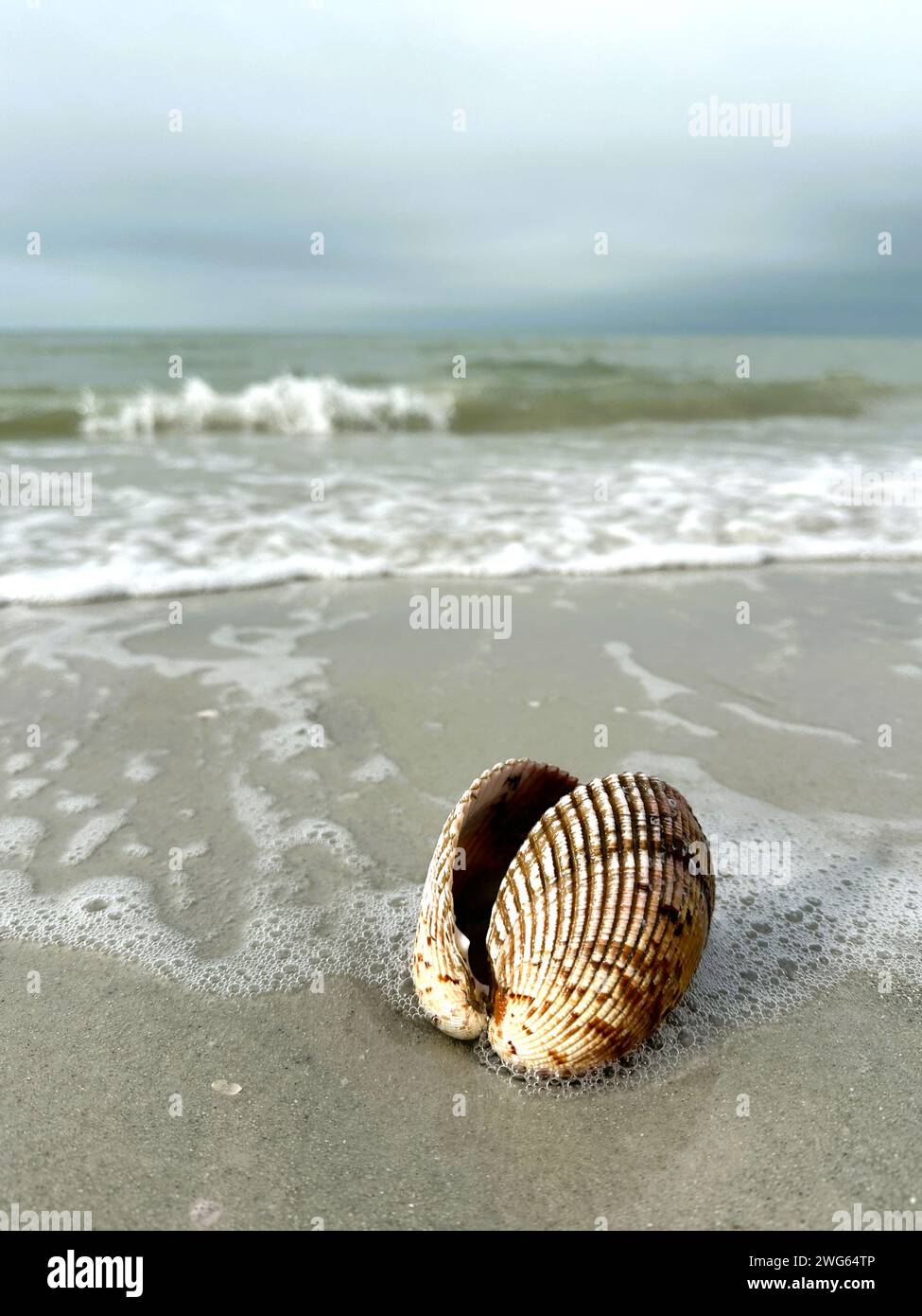 Eine offene Cockle Shell in der Brandung am Strand. Stockfoto