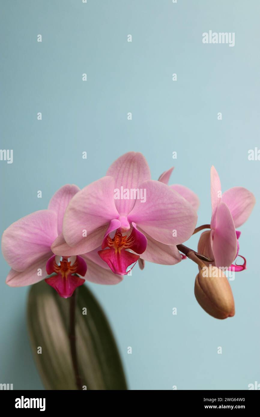 Rosa Orchidee mit zarten Blütenblättern und Knospen auf blauem Hintergrund, rosa Orchidee mit Blattmakro, Blumenkopf, Schönheit in der Natur, exotische Blume vertikal, Blumen Stockfoto
