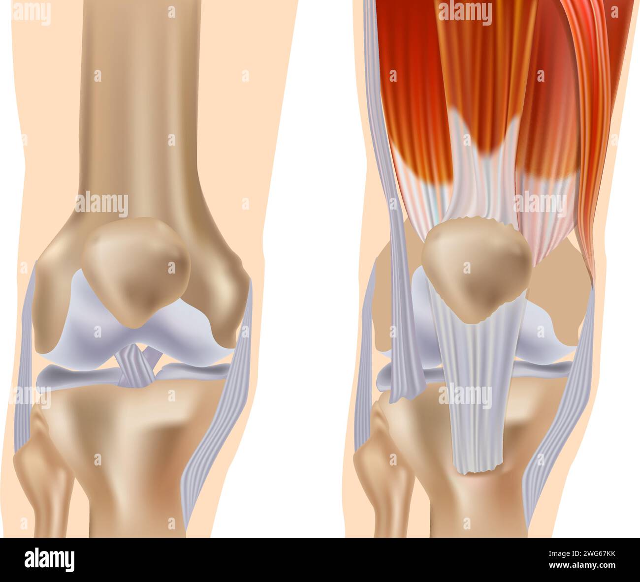 Anatomie der Kniegelenksvorderansicht. Kniemuskulatur und Bänder Teile. Kniesehnen Stock Vektor Anatomie der Kniegelenksvorderansicht. Kniemuskulatur und Bänder Teile. Kniesehnen Stock Vektor