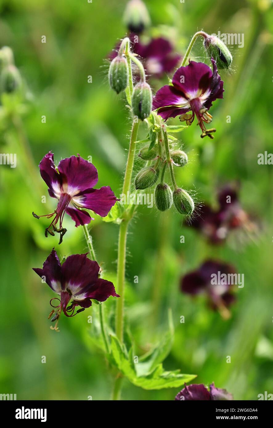 Blühender Dusky Kranschnabel oder Trauer Witwe oder schwarze Witwe (Geranium phaeum) Schatten tolerante Pflanze, lila wilde Blumen vertikales Bild, Ungarn, Tokaj Stockfoto