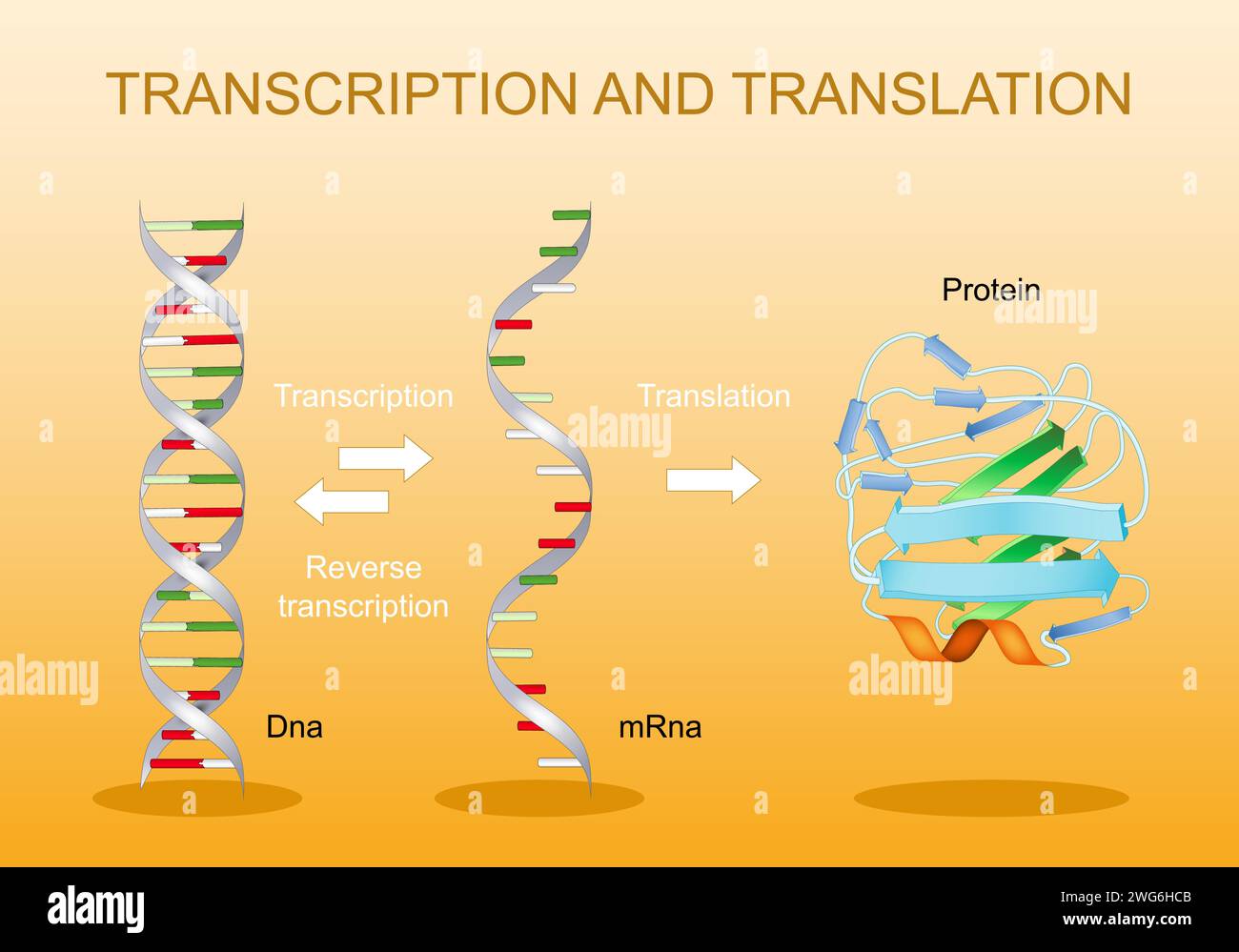 Transkription und Übersetzung. Von DNA zu mRNA. Proteinsynthese. Genetischer Code. RNA-Verarbeitung. Genexpression. Vektordiagramm. Stock Vektor