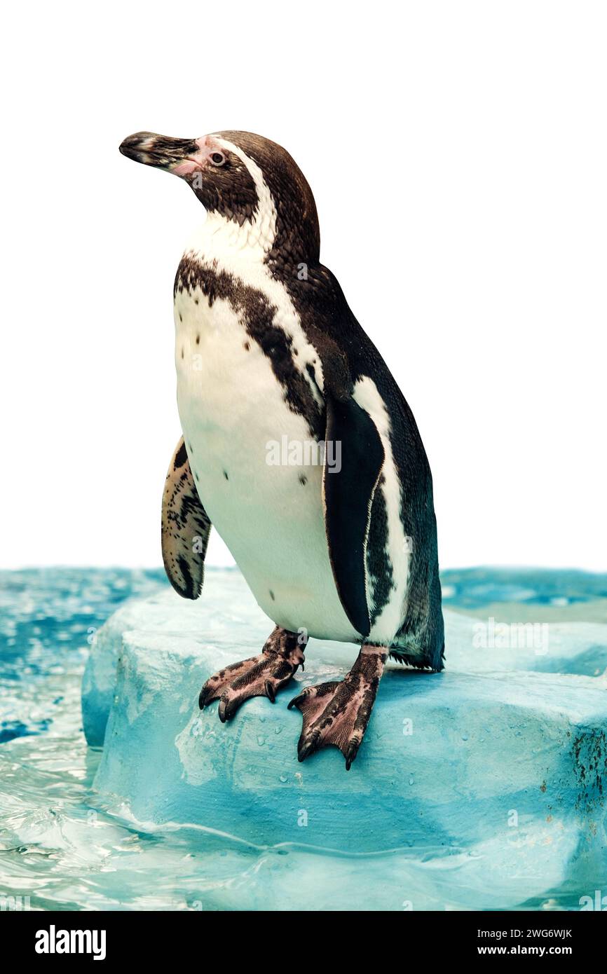 Ein einsamer Pinguin steht auf Eis, sein schwarz-weißes Gefieder vor dem transparenten Hintergrund, ein Moment der Ruhe in seiner eisigen Welt Stockfoto