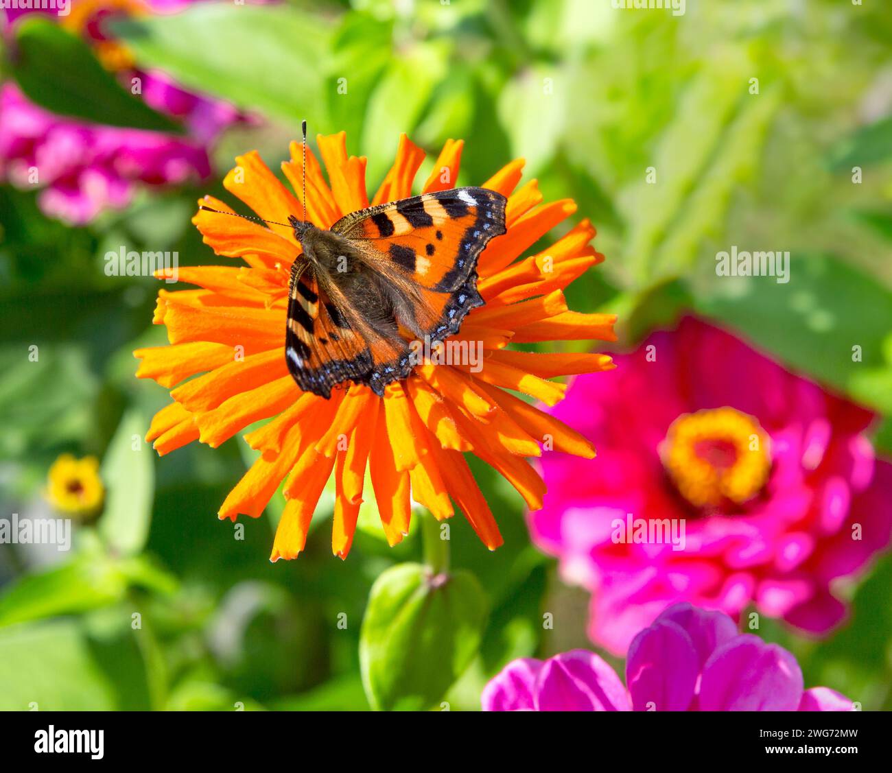 Schmetterling auf Blume mit verschwommenem Hintergrund. Sommerlandschaft mit Schmetterling auf der Blume der Cinnia. Stockfoto
