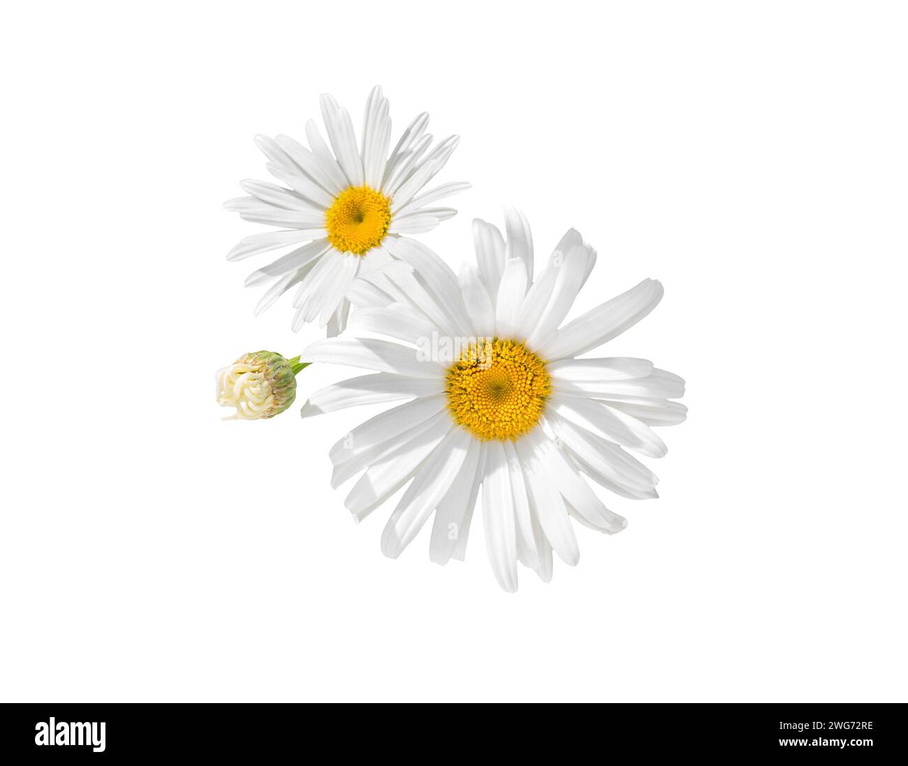 Kamillenblüten isoliert auf weißem Hintergrund. Gänseblümchen. Stockfoto