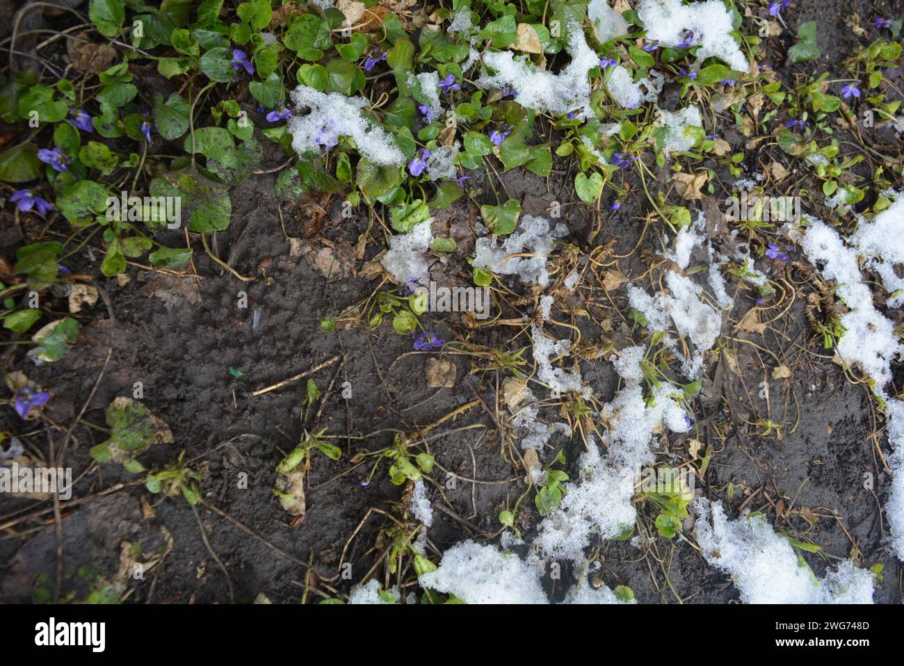 Straßenblumen, Blumensträucher, mehrjährige Pflanzen mit grünen, hellen Blättern nach dem Winter mit schmelzendem Schnee. Stockfoto