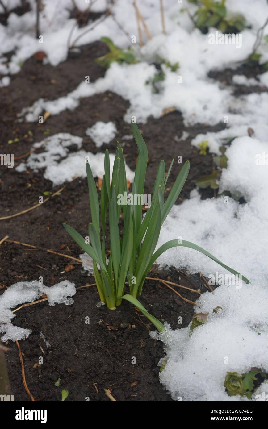 Straßenblumen, Blumensträucher, mehrjährige Pflanzen mit grünen, hellen Blättern nach dem Winter mit schmelzendem Schnee. Stockfoto