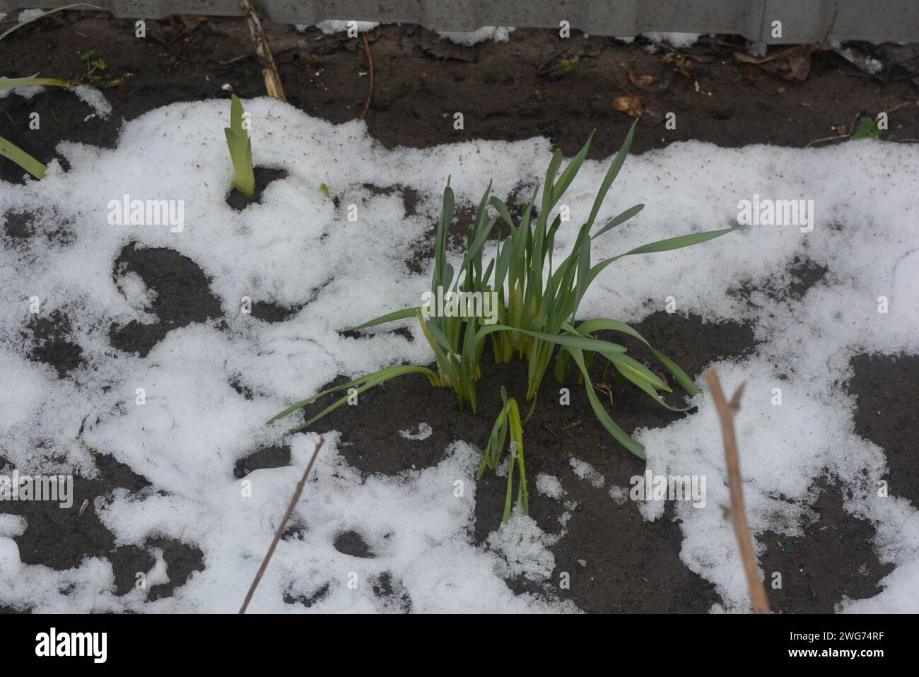 Straßenblumen, Blumensträucher, mehrjährige Pflanzen mit grünen, hellen Blättern nach dem Winter mit schmelzendem Schnee. Stockfoto