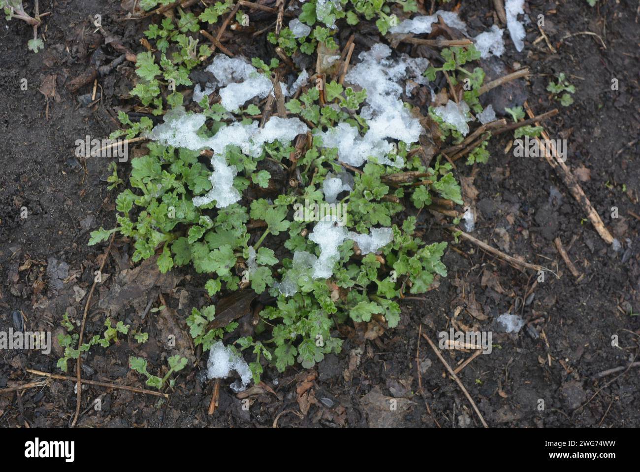 Straßenblumen, Blumensträucher, mehrjährige Pflanzen mit grünen, hellen Blättern nach dem Winter mit schmelzendem Schnee. Stockfoto