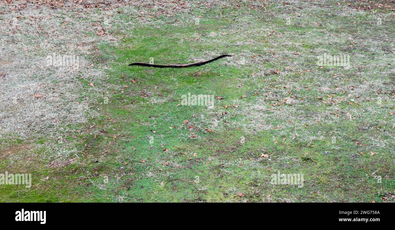 Ein moderner, wiederkehrender Bogen, der für die Jagd verwendet wird, wurde auf dem Boden gelassen, während das Bogenschießen das Ziel während eines Trainingssitzes in Missouri kontrolliert. Stockfoto