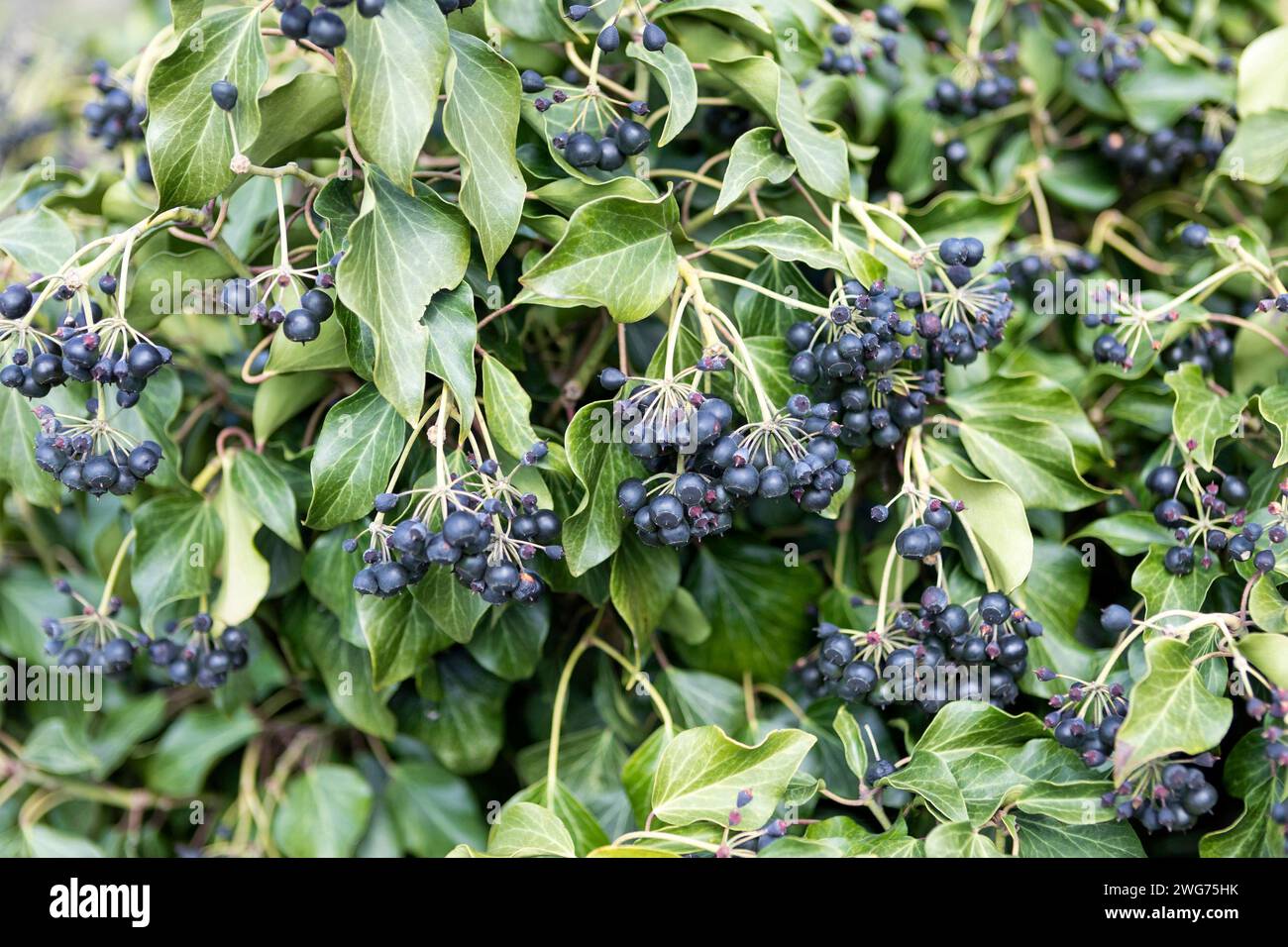 Ivy, Helix, Frühlingsfrucht Stockfoto