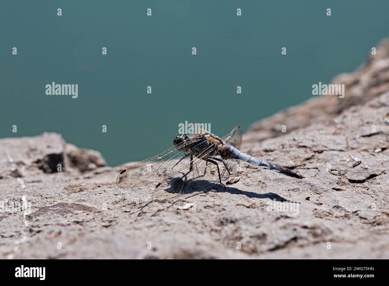 Libelle, Großer Blauer Pfeil, Alter Rhein Stockfoto