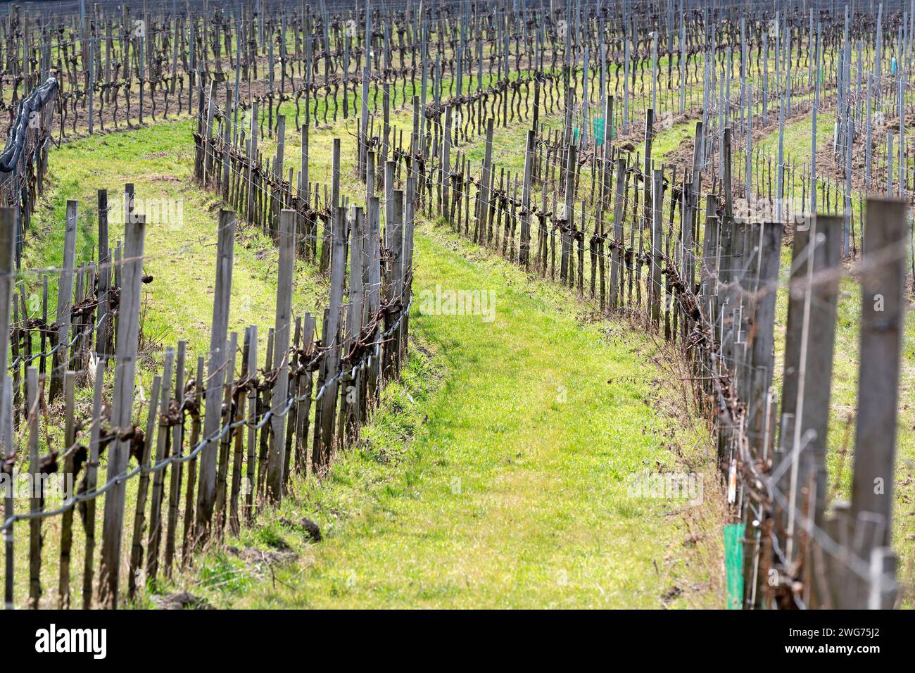 Weinberg im Frühling in der Wachau NÖ, Österreich Stockfoto