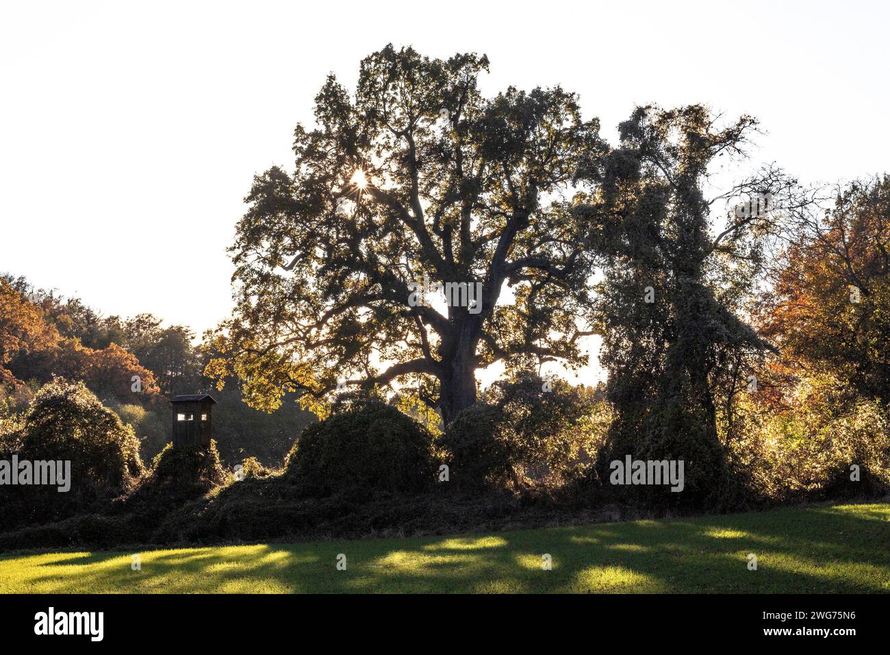 Herbst Im Waldviertel, Niederösterreich, Österreich Stockfoto