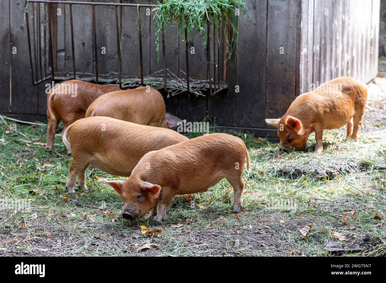 Kunekune, Neuseeländische Schweinerasse, Ferkel Stockfoto