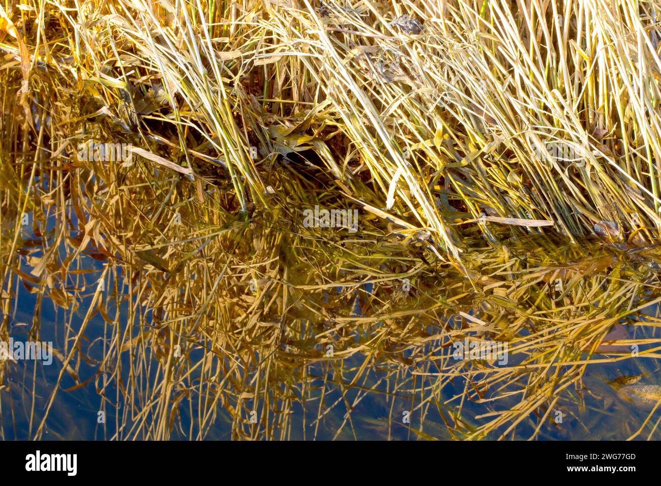 Nahaufnahme von totem Gras am Rande eines überfluteten Sumpfes, beleuchtet durch das warme Licht einer niedrigen Herbstsonne und reflektiert im stillen Wasser zusammen mit einem blauen Himmel. Stockfoto