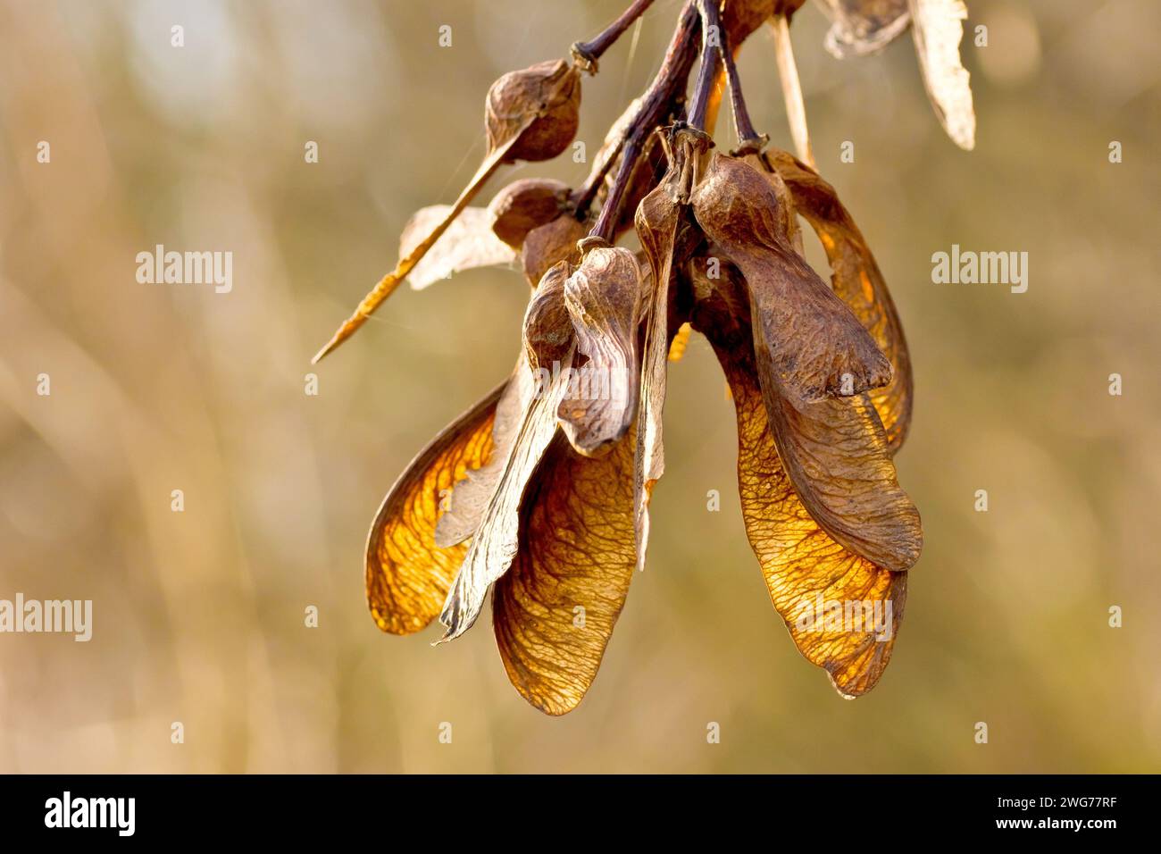Sycamore (Acer pseudoplatanus), Nahaufnahme, die eine Gruppe der charakteristischen geflügelten Samen des Baumes zeigt, die von einer niedrigen Herbstsonne beleuchtet werden. Stockfoto