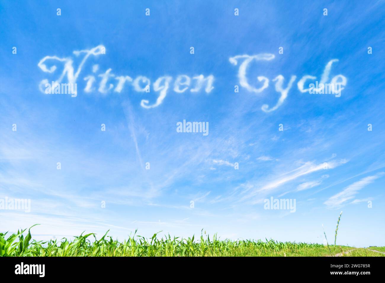 Stickstoffkreislauf: Der natürliche Stickstoffkreislauf durch Atmosphäre, Boden und lebende Organismen. Stockfoto
