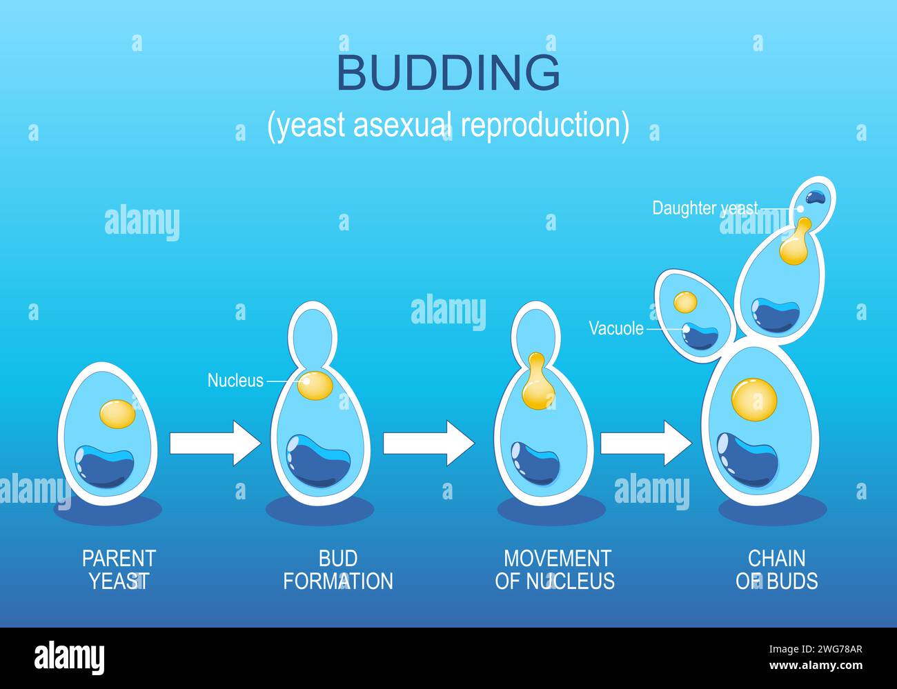 Budding. Die asexuelle Fortpflanzung der Hefe. Pilzwachstum. Zellteilung. Vektordiagramm. Stock Vektor