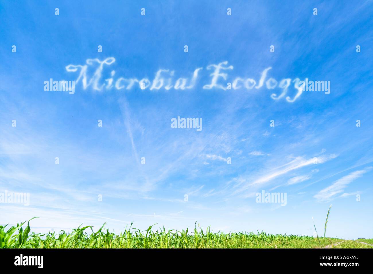 Mikrobielle Ökologie: Untersuchung der Rolle von Mikroorganismen in Ökosystemen einschließlich Nährstoffkreislauf und -Abbau. Stockfoto
