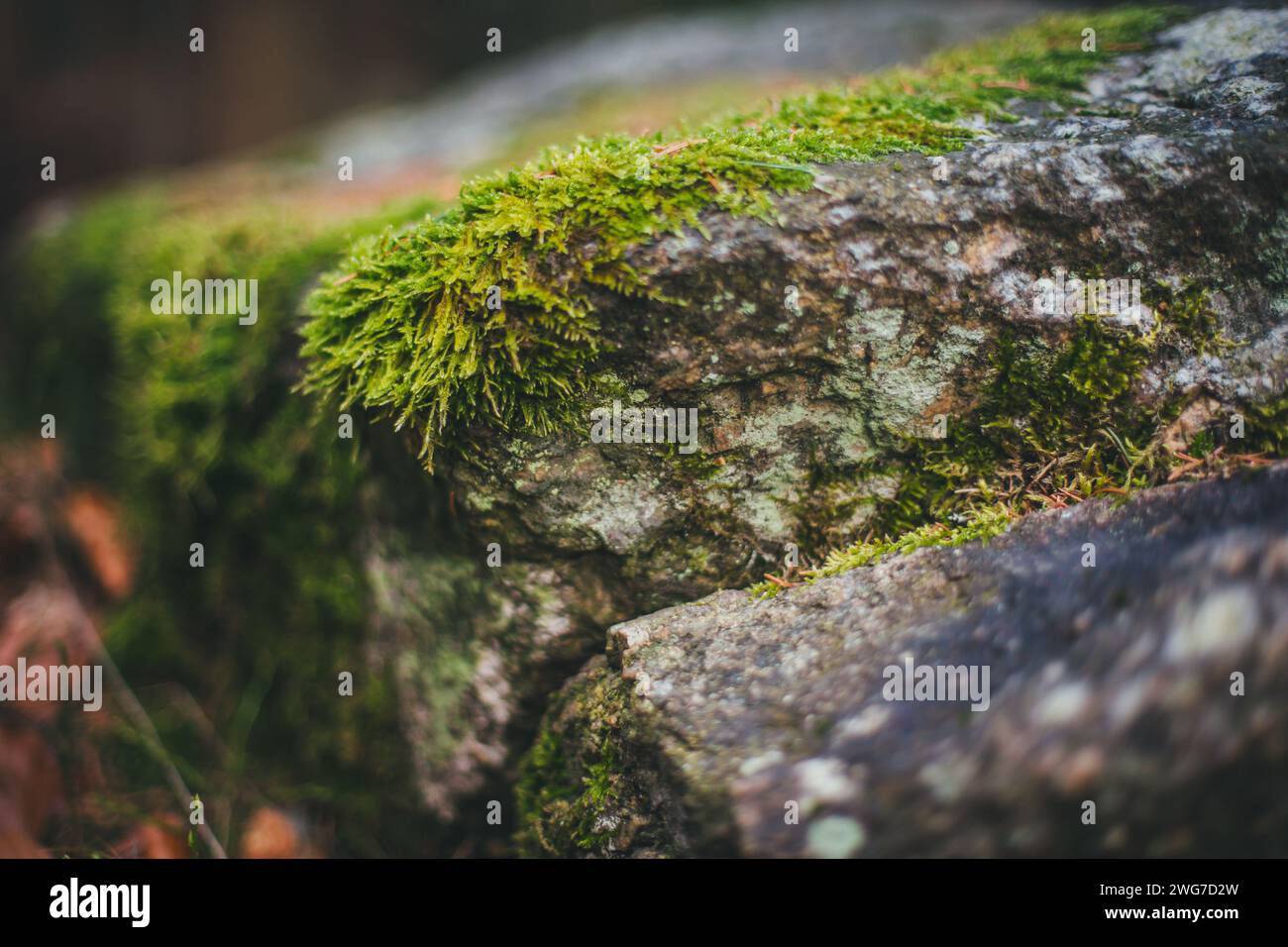 Moos auf einem Stein, Wanderung zum Nebelstein (1017 m.ü.A.), Waldviertel, Österreich Stockfoto