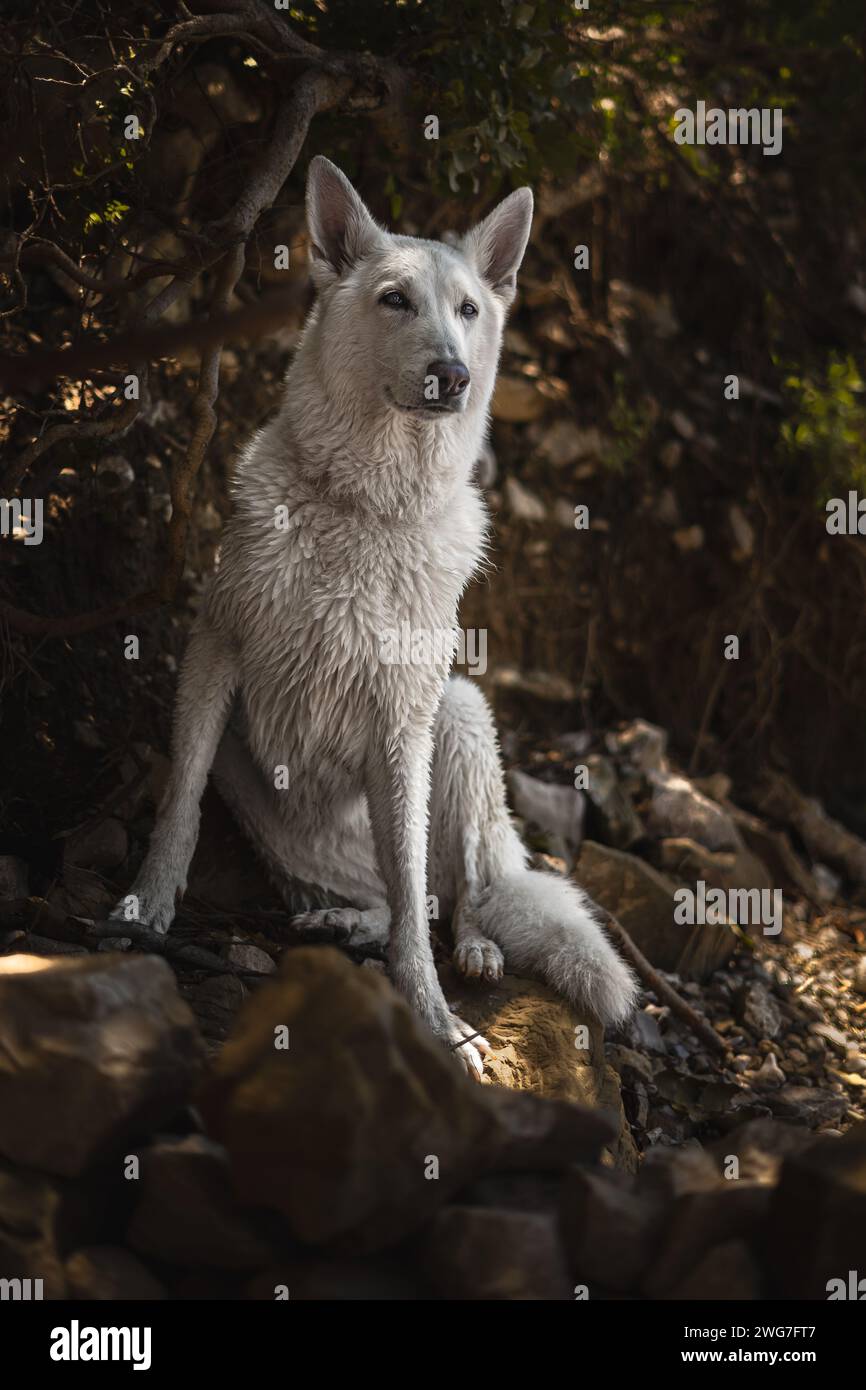 Weiße Königin Freya posiert. Schönes und ruhiges flauschiges Schweizer Schäferhund-Portrait. Hund ist wirklich der beste Freund des Menschen. Stockfoto