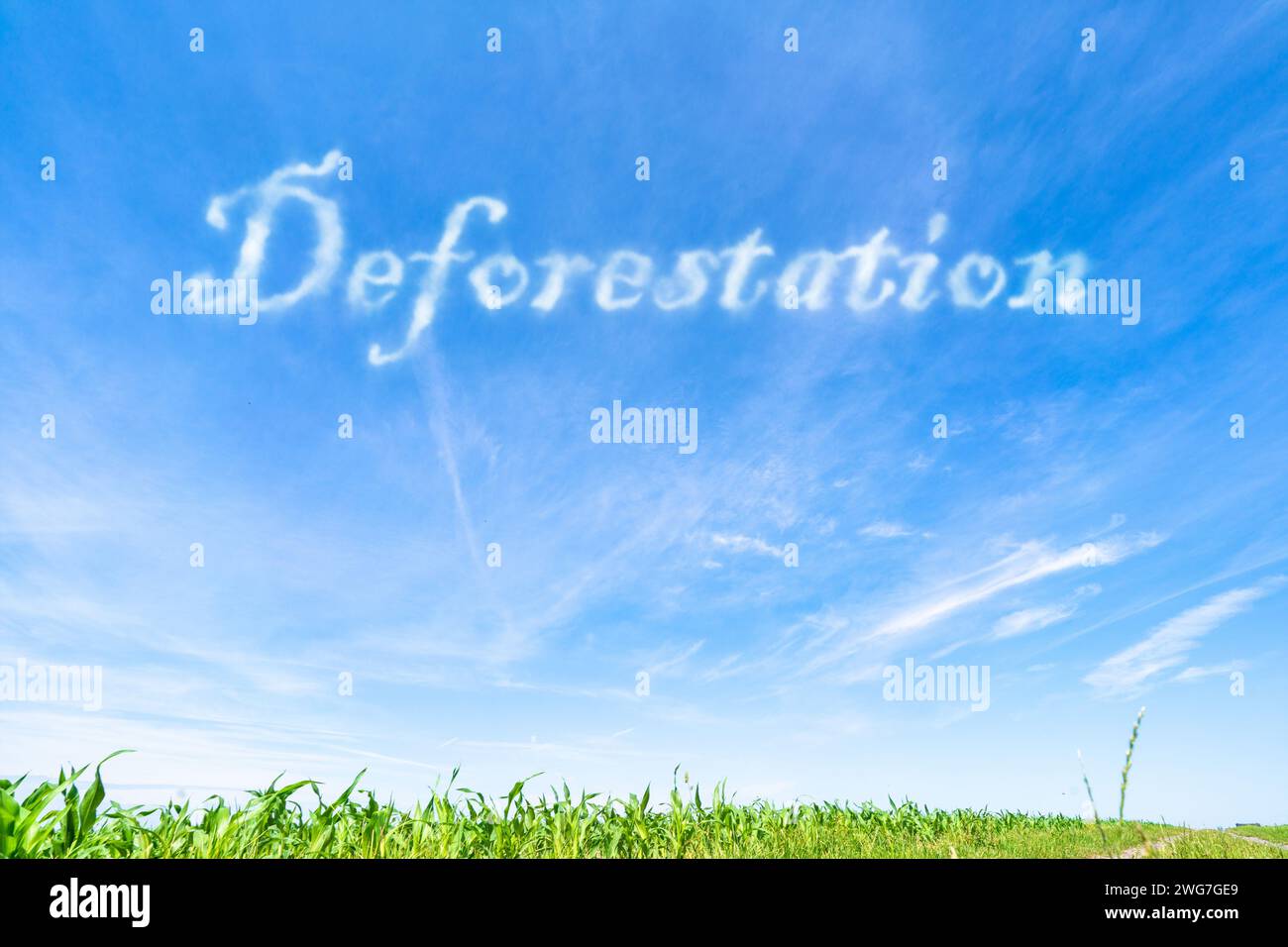 Entwaldung: Rodung von Wäldern für landwirtschaftliche Zwecke, städtische Entwicklung oder andere Zwecke. Stockfoto