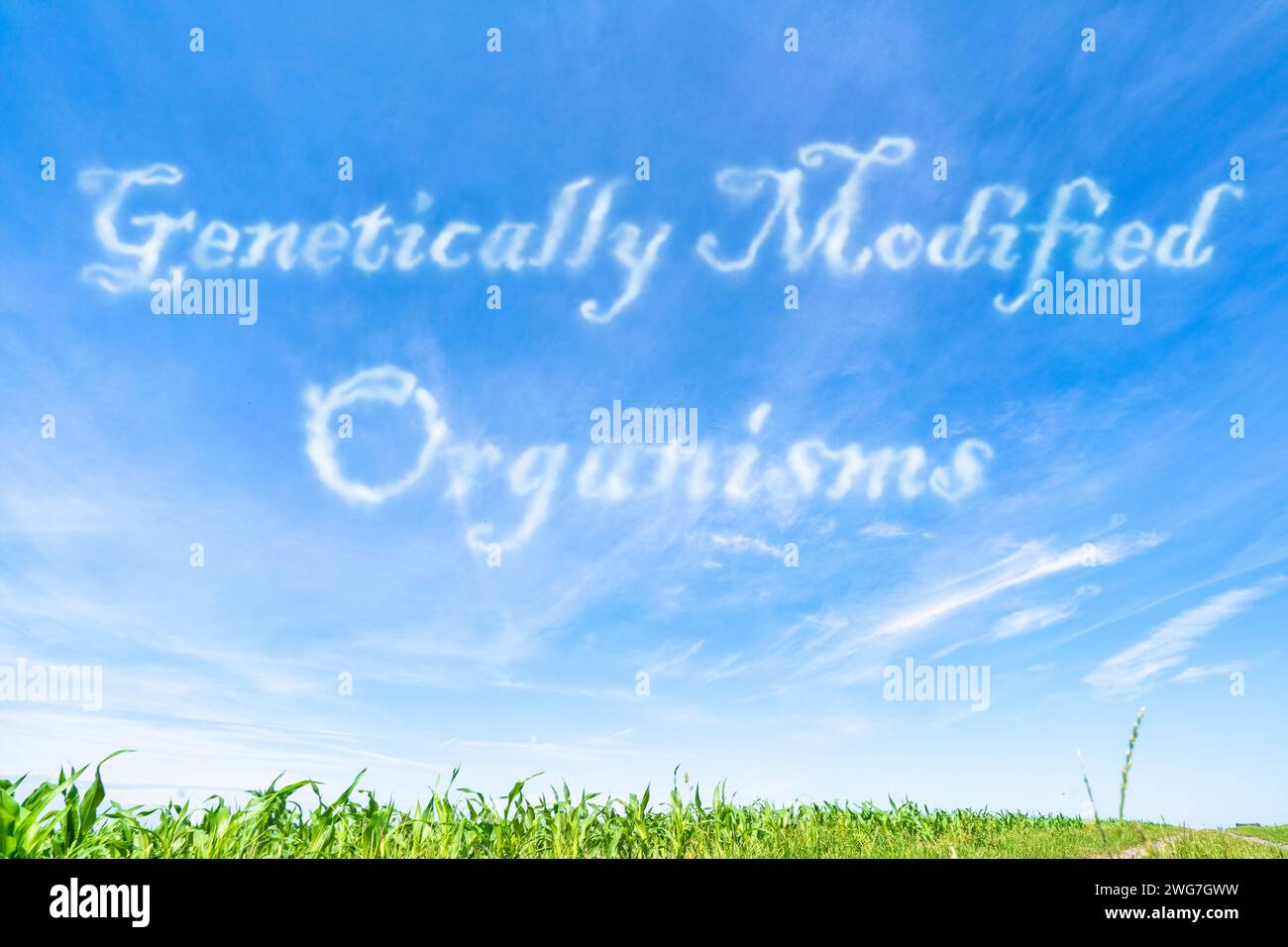 Genetisch veränderte Organismen (GVO): Organismen mit verändertem genetischem Material für verbesserte Eigenschaften. Stockfoto