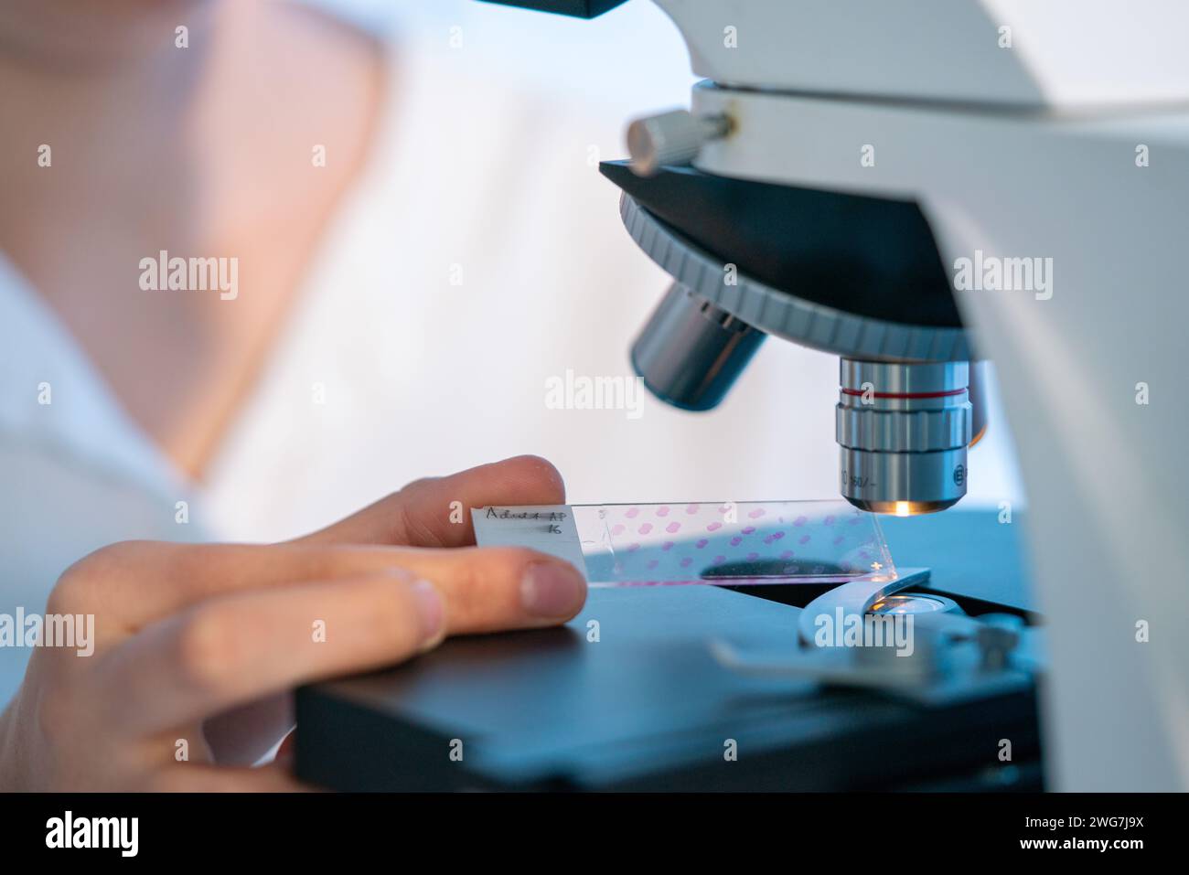Gewebeanalyse: Biologen untersuchen mit Mikroskopen tierische und pflanzliche Gewebe, um deren Struktur und Funktion zu verstehen. Stockfoto