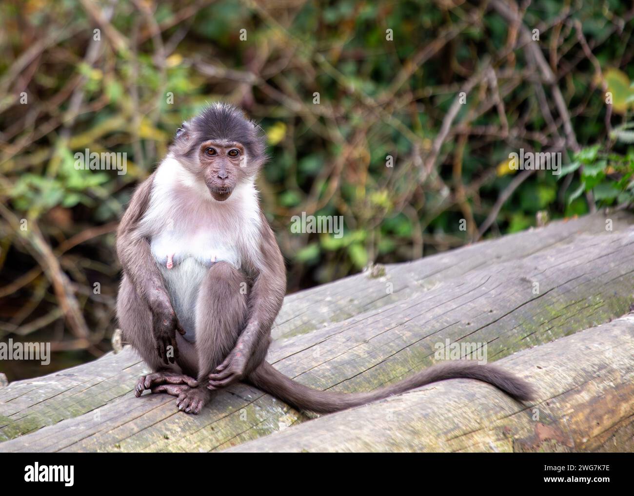 Der weiß gekrönte Mangabey Cercocebus atys lunulatus navigiert durch die pulsierenden Wälder Westafrikas, die sich durch seine markante weiße Krone und das Playfu auszeichnen Stockfoto