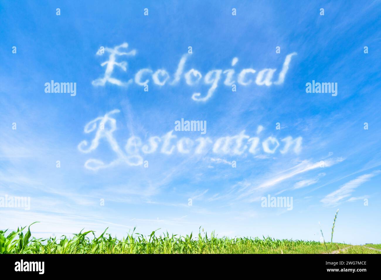 Ökologische Restaurierung: Aktive Intervention zur Reparatur geschädigter Ökosysteme und zur Rückkehr in einen gesunden Zustand. Stockfoto