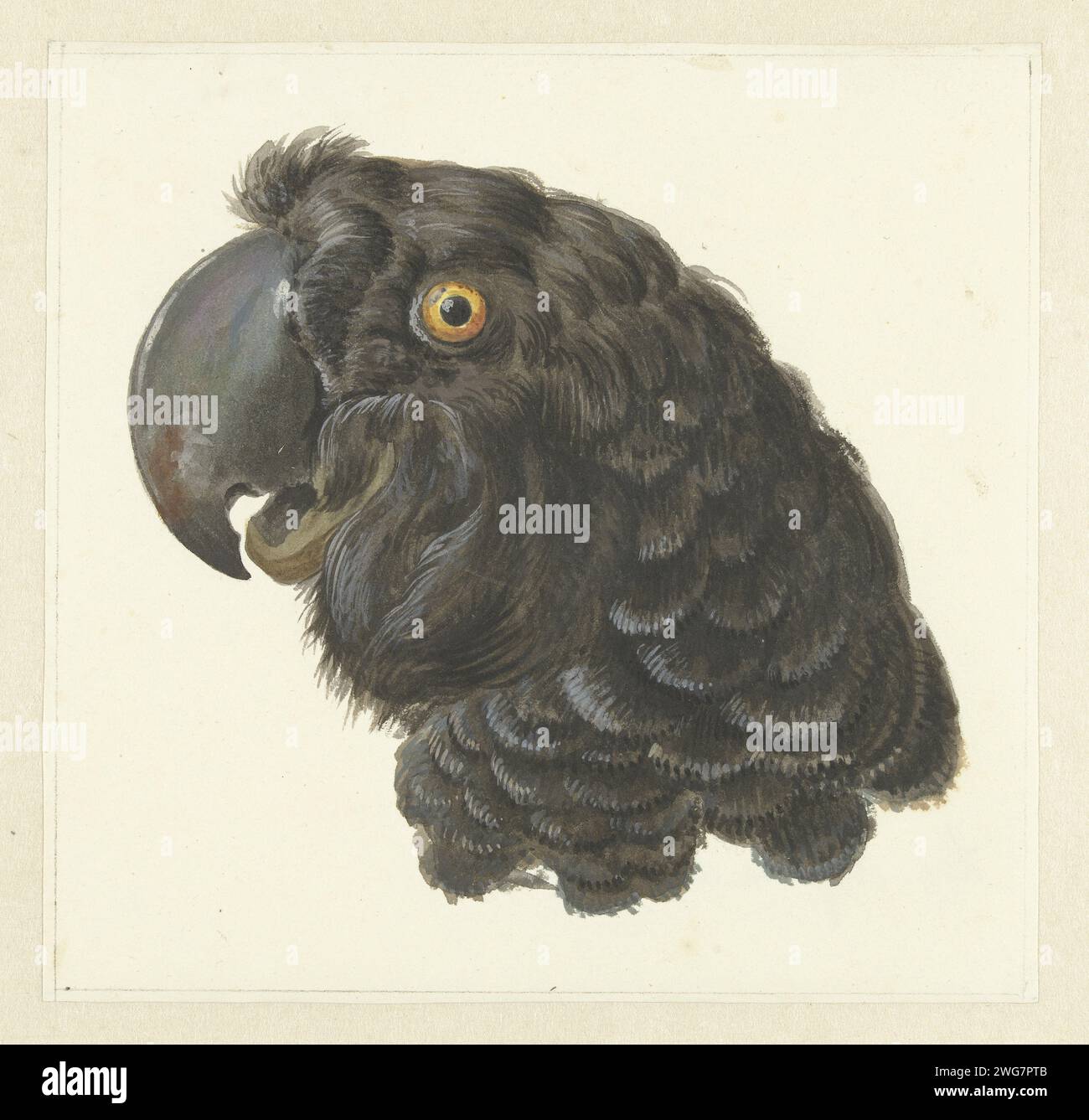 Kopf eines Cockatoo, Aert Schouman, 1725–1792, Zeichnung des schwarzen Kopfes links von vermutlich einem gelb-olivfarbenen Schrank (Calyptorhynchus funereus oder Zanda Funerea) aus Ost-Australien. Ziervögel aus Papier: Kakadu Stockfoto
