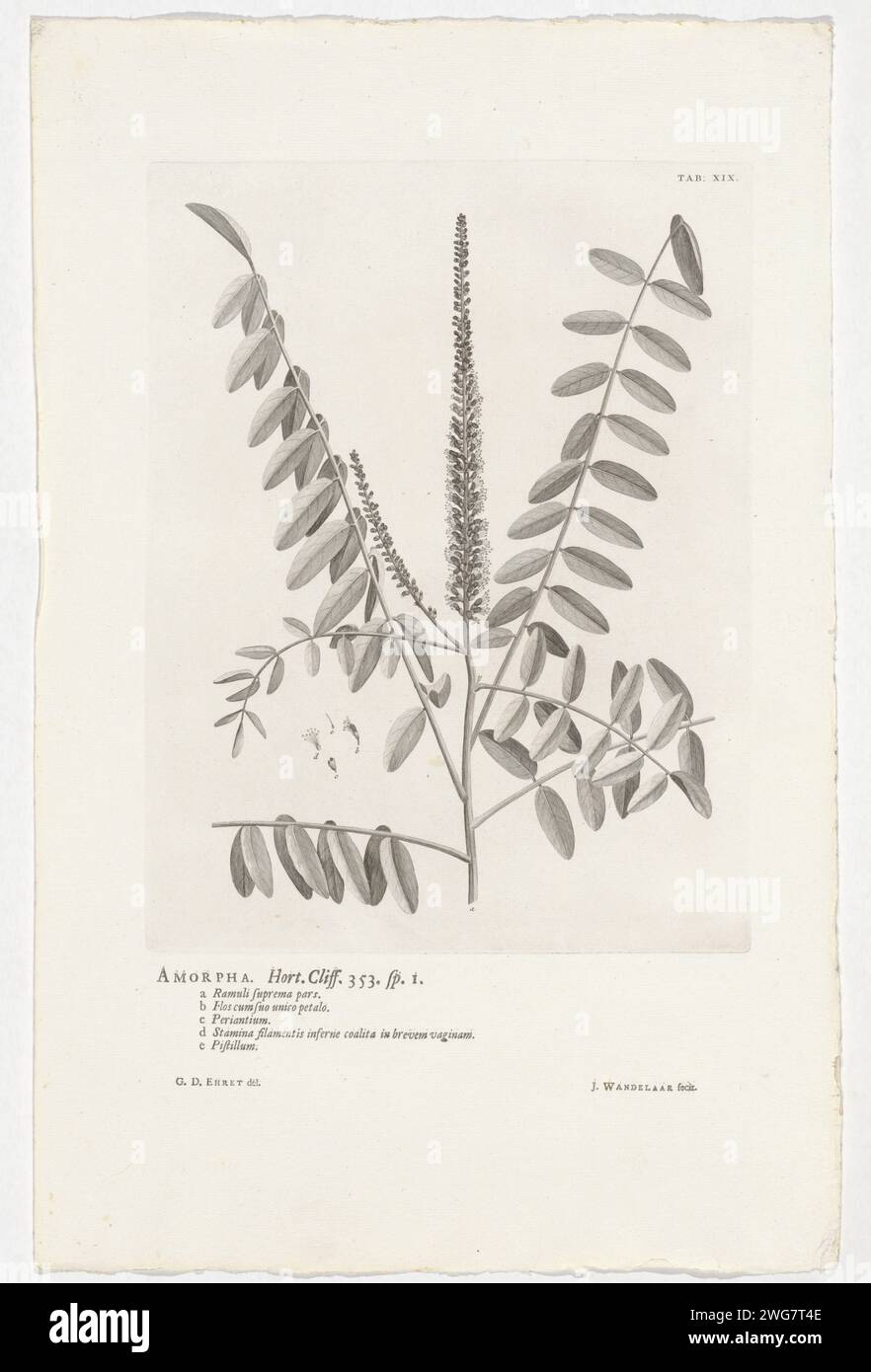Amorpha fruticosa, Jan Wandelaar, nach Georg Dionys Ehret, 1738 Druck oben rechts markiert: Tab: XIX. Warme Papierätzungen / Buchdruckanlagen und Kräuter. Blumen Stockfoto