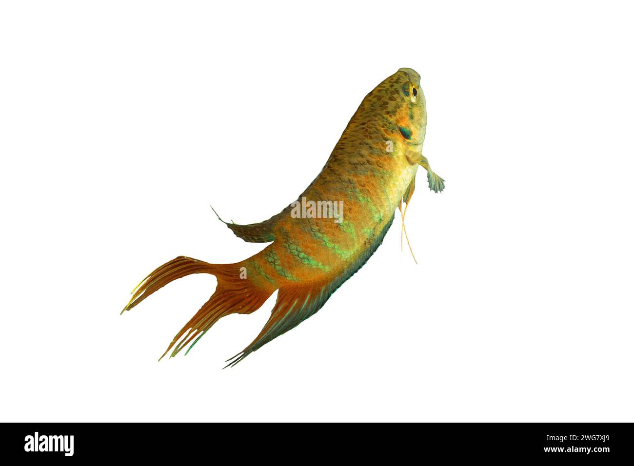 Macropodus opercularis auf weißem Hintergrund, männliche Paradiesfische für Ihr Design Stockfoto