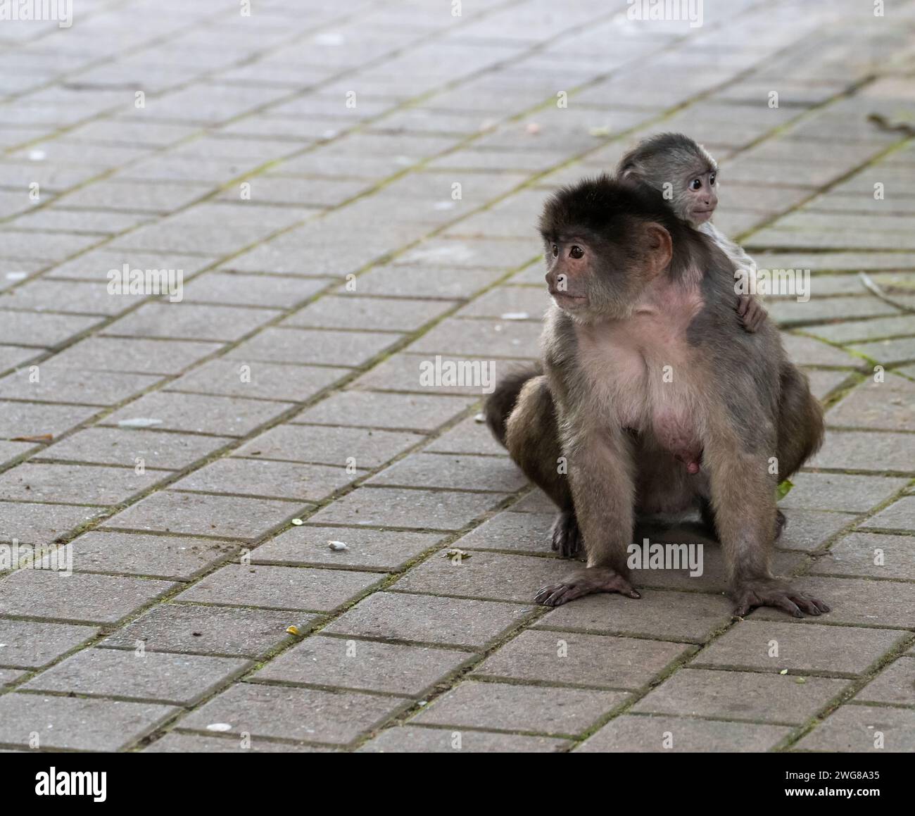 Eine Kapuzineraffenmutter trägt ihr Baby auf dem Rücken in der Straße von Puerto Misahualli, Ecuador. Stockfoto