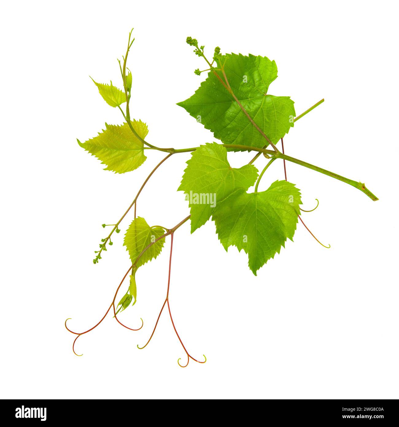 Weinrebe mit hellgrünen Blättern isoliert auf weißem Hintergrund. Stockfoto