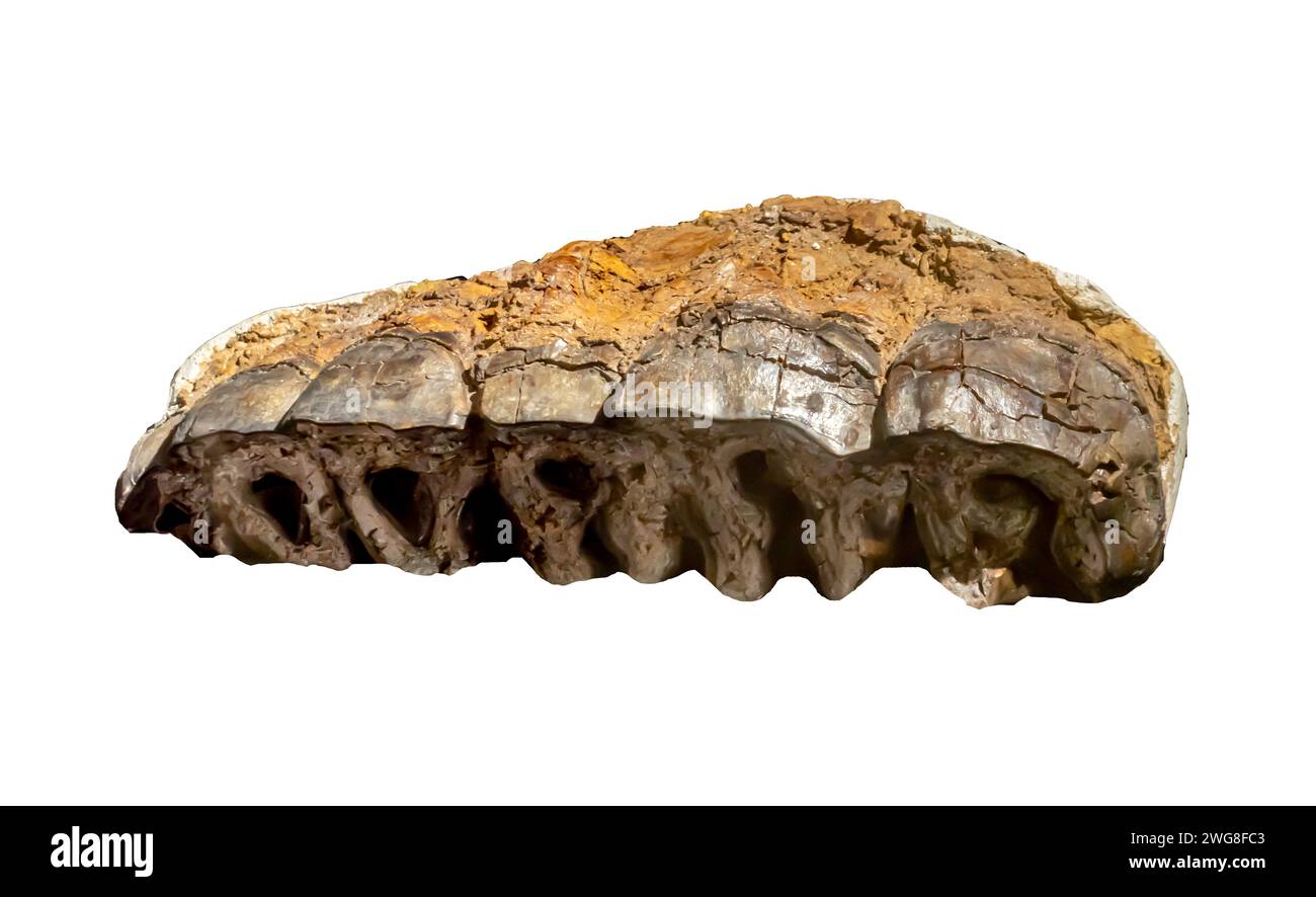Fragment des Oberkiefers des Zharem Riesennashorns. Paraceratherium ist eine ausgestorbene Gattung hornloser Nashörner, Familie Paraceratheriidae, Stockfoto