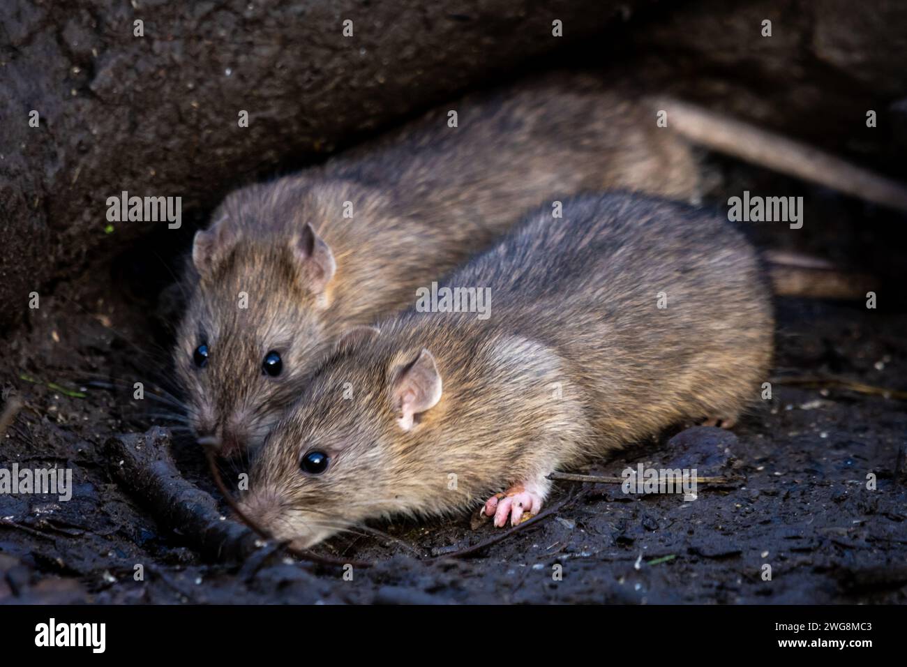 Ratten Stockfoto