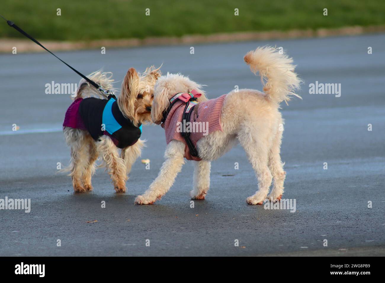 Zwei Hundeführer unterhalten sich, während ihre aufgeregten Eckzähne einander begrüßen, und laufen dann weg, um Rough and Tumble auf Hoe Promenade, Plymouth, Devon zu spielen. Stockfoto