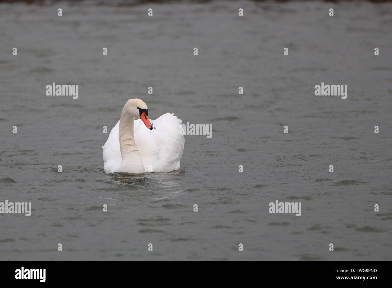 weißer Schwan in einem See schwimmen Stockfoto