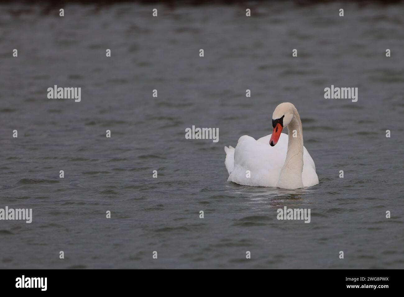 weißer Schwan in einem See schwimmen Stockfoto