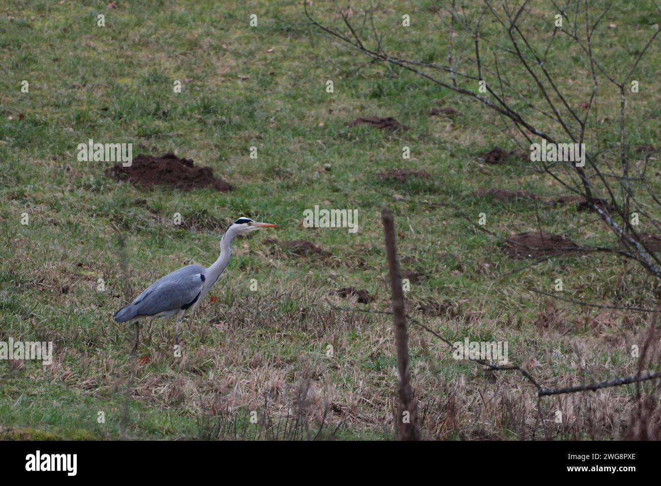 Grauer Reiher auf einer Wiese Stockfoto