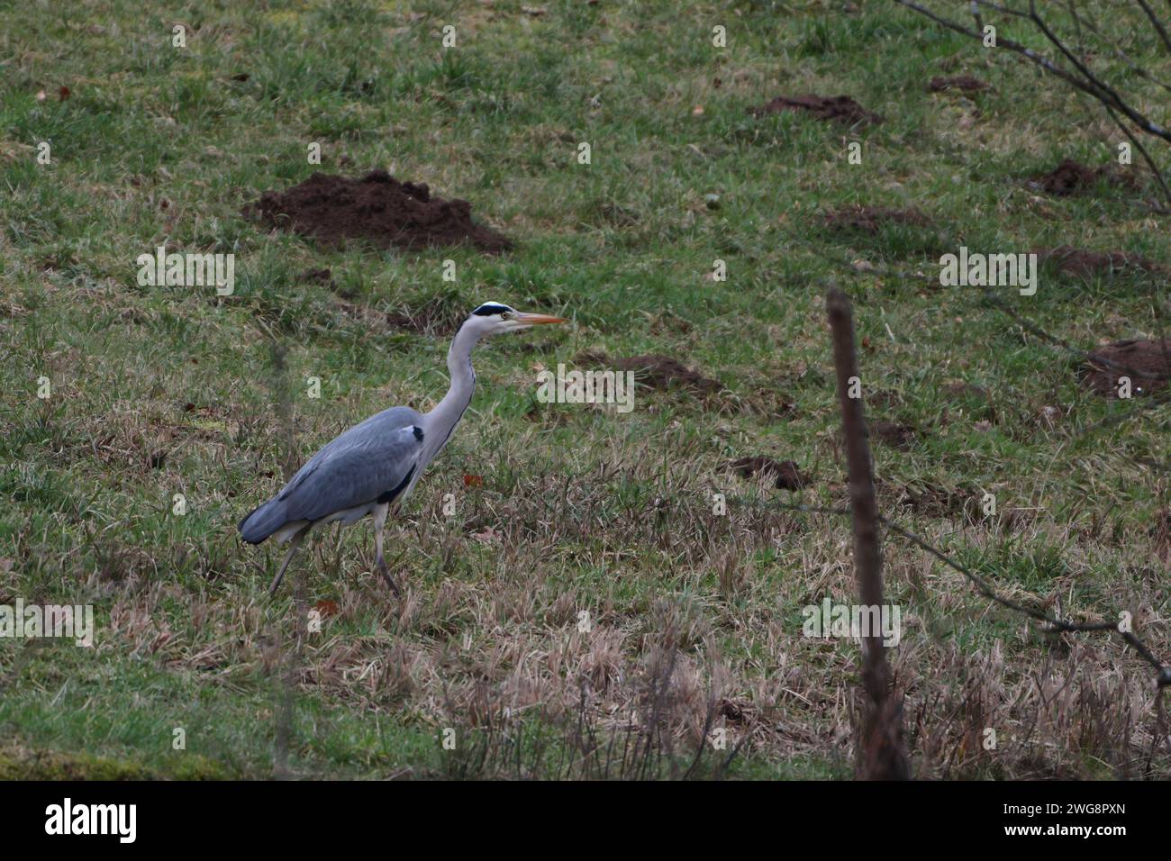 Grauer Reiher auf einer Wiese Stockfoto