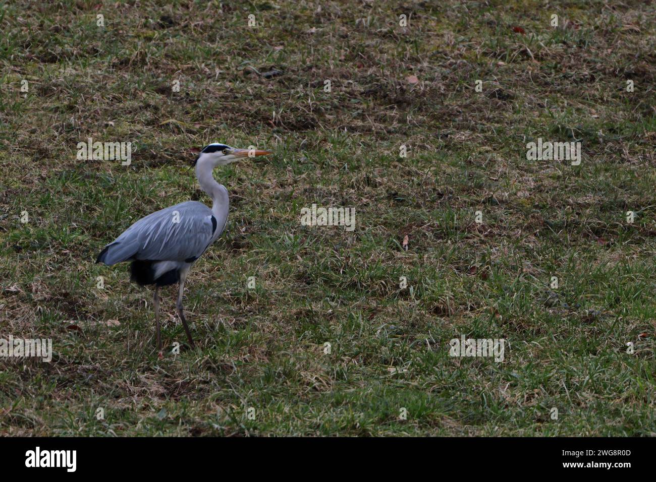 Grauer Reiher auf einer Wiese Stockfoto