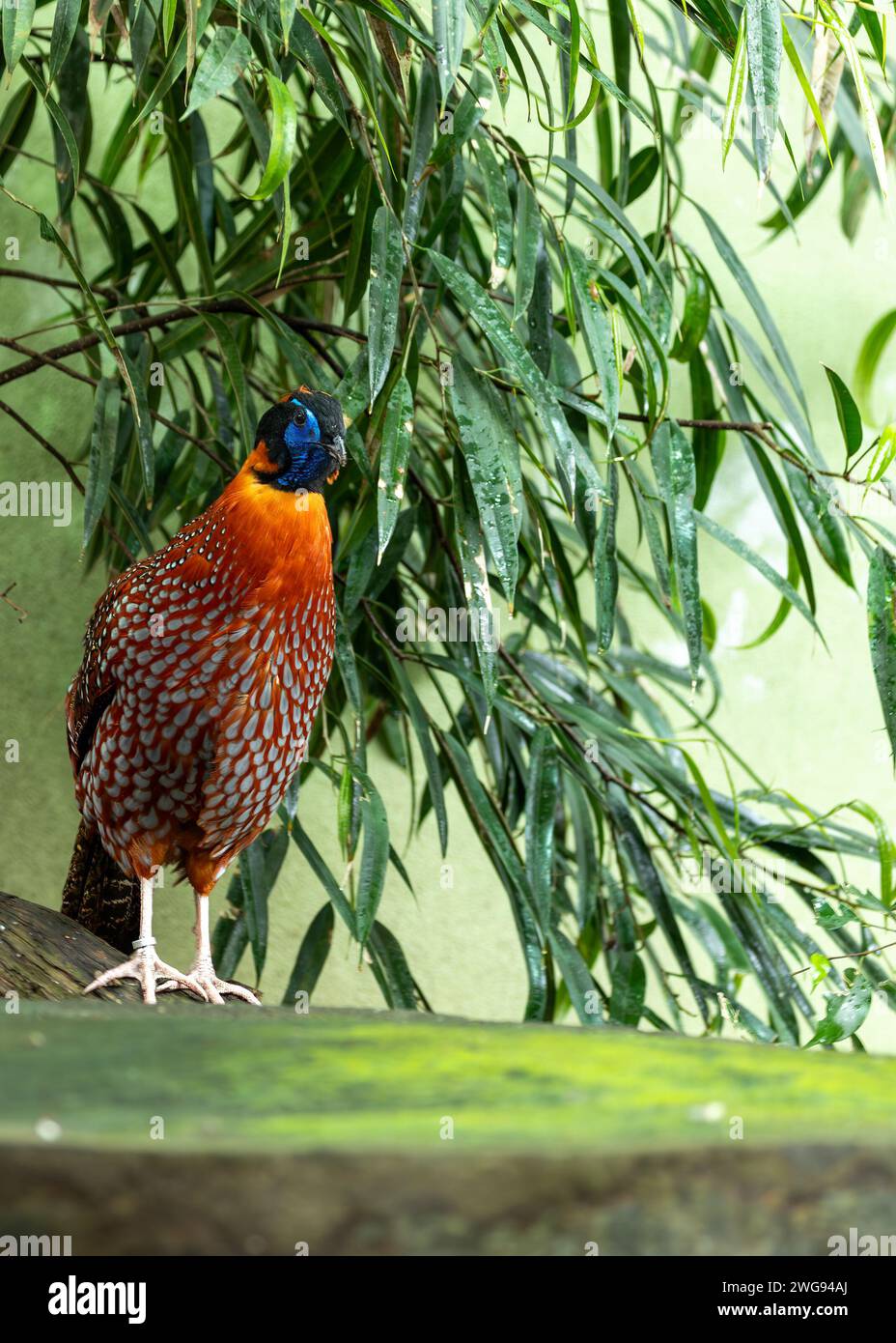 Das exquisite Temminck's Tragopan, Tragopan temminckii, zeigt sein lebendiges Gefieder und seine markanten Gesichtsmarkierungen im bezaubernden östlichen Himalaya Stockfoto