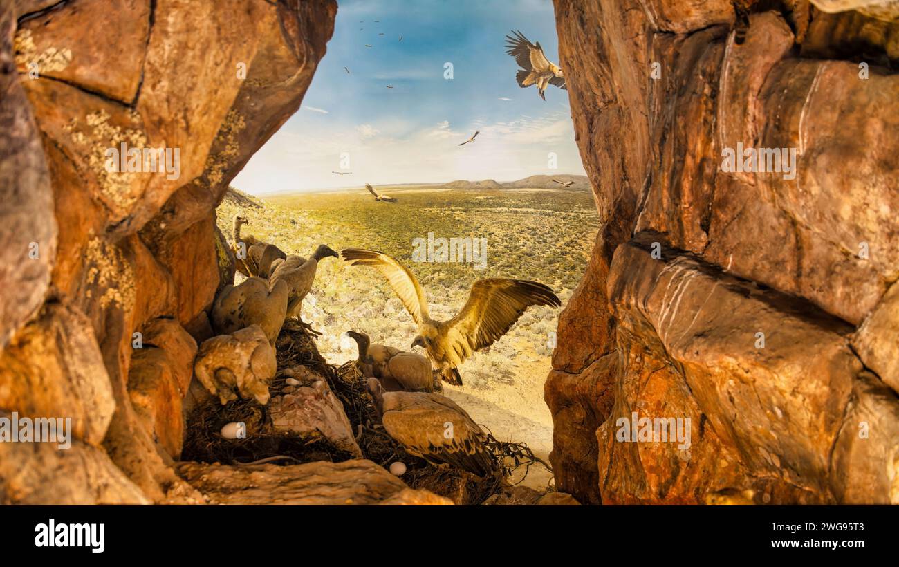 Kap-Geier nisten in Botswana, Höhle in den Ossegebirgen Stockfoto