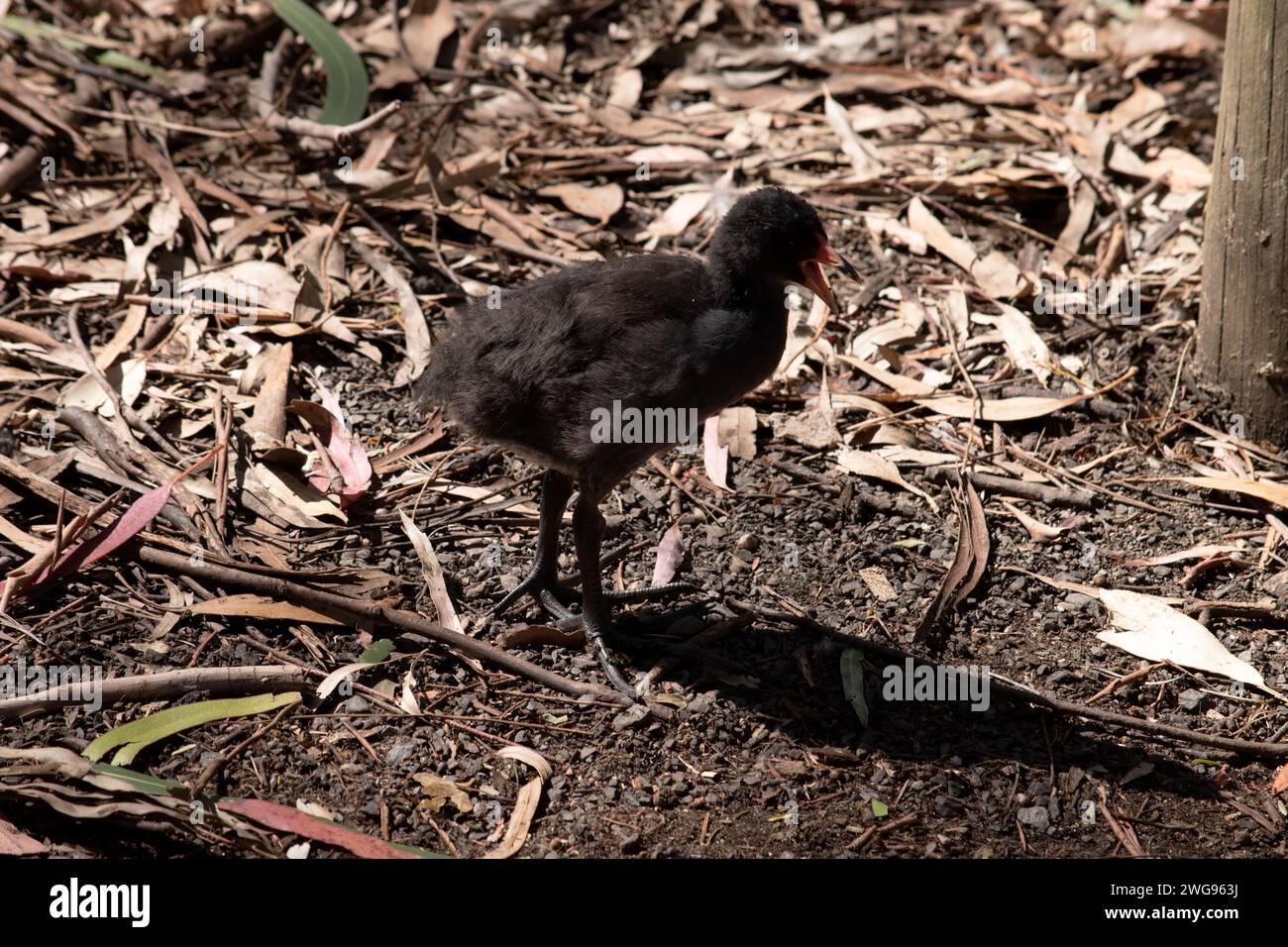 Das dunkle Moorhen-Küken ist ein Wasservogel, der alle schwarzen Federn mit einem orangefarbenen Schnabel hat Stockfoto