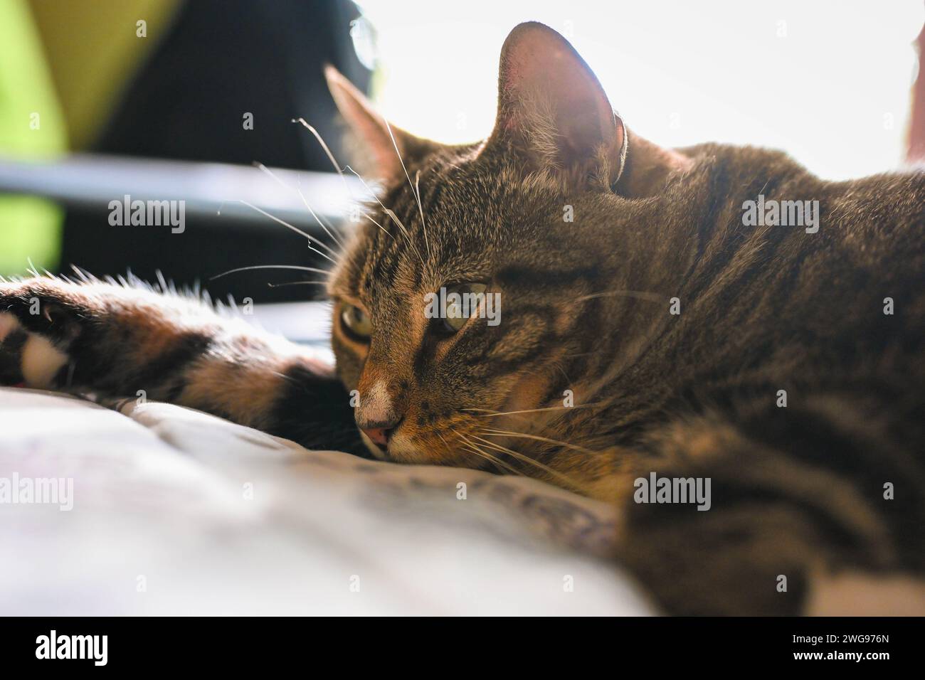 Eine verschlafene Katze genießt ihren gemütlichen Platz in einem ruhigen, ruhigen Bett. Stockfoto