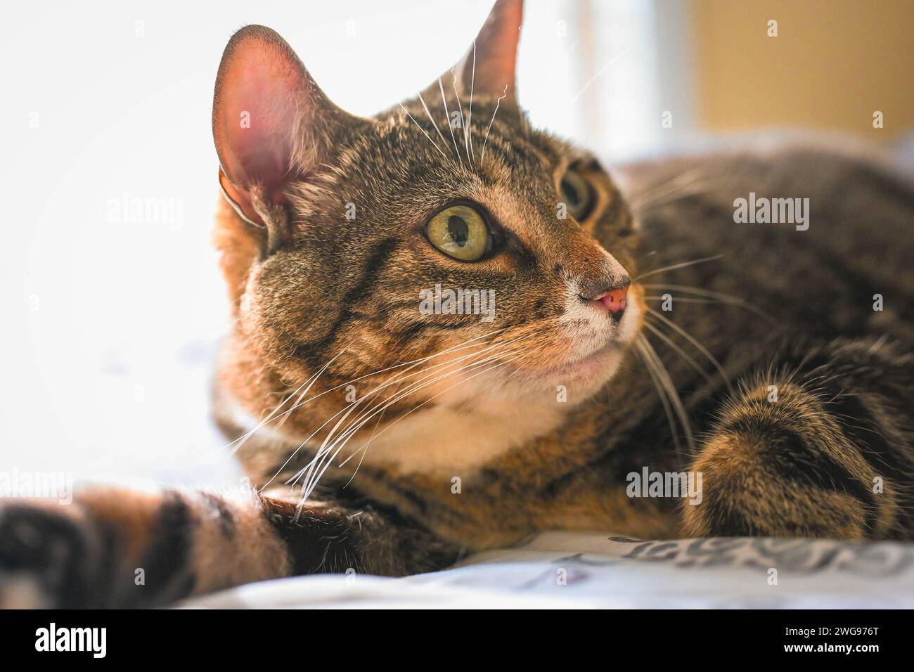 Eine verschlafene Katze genießt ihren gemütlichen Platz in einem ruhigen, ruhigen Bett. Stockfoto